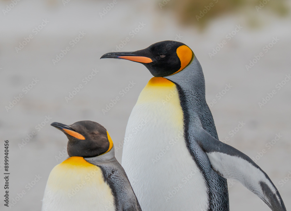 Fototapeta premium Adorable Pair of King Penguins. One Opens Wings. They Stand on Beach Shallow Depth of Field Wildlife Bright Sunny Day