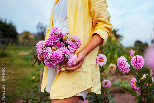 Gardener woman holding bouquet of pink dahlia blooms. Farmer picked fresh flowers in summer garden. Cut flower photo