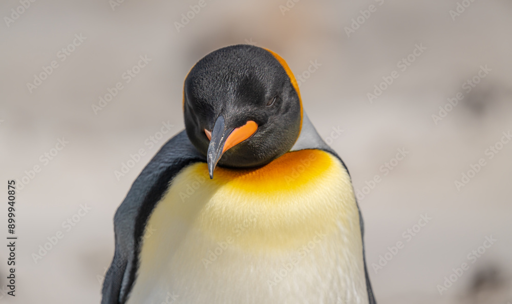Naklejka premium King Penguin Looks at Us Tight Close Up Blurred Background. On Beach on Falkland Islands Wildlife Portrait Photography.