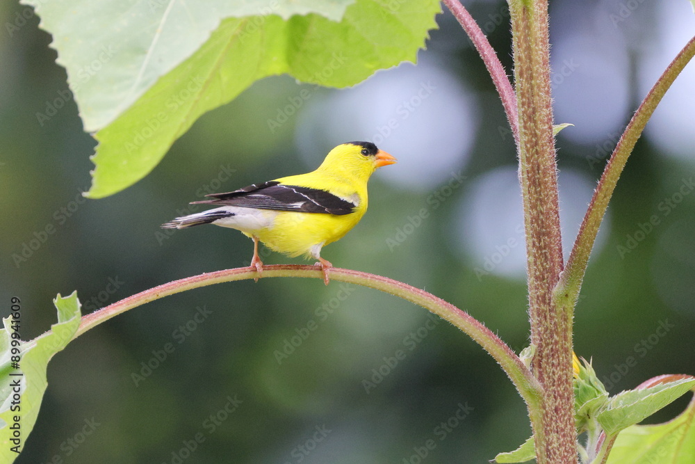 Fototapeta premium Yellow bird gold finch on sunflower