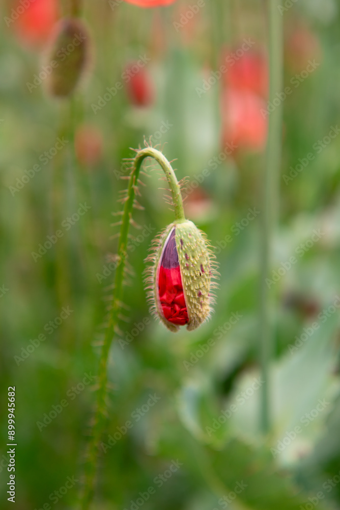 Obraz premium Poppy flower field, harvesting. Landscape, poppy seed.