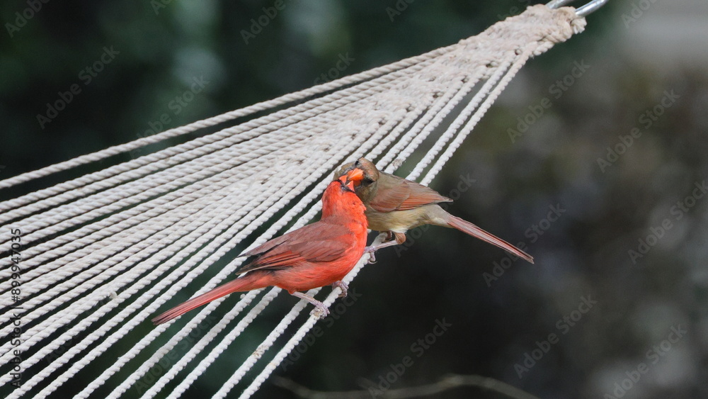 Male and female cardinals feeding each other on rope hammock. Stock ...