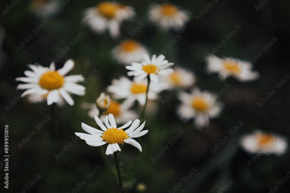 Rustic landscape with wild chamomile or daisy flowers in bloom in the meadow. Minimalism. Art moody dark floral background. Interesting nature concept for presentation of your product or wallpaper. Rustic landscape with wild chamomile or daisy flowers in bloom in the meadow. Minimalism. Art moody dark floral background. Interesting nature concept for presentation of your product or wallpaper.