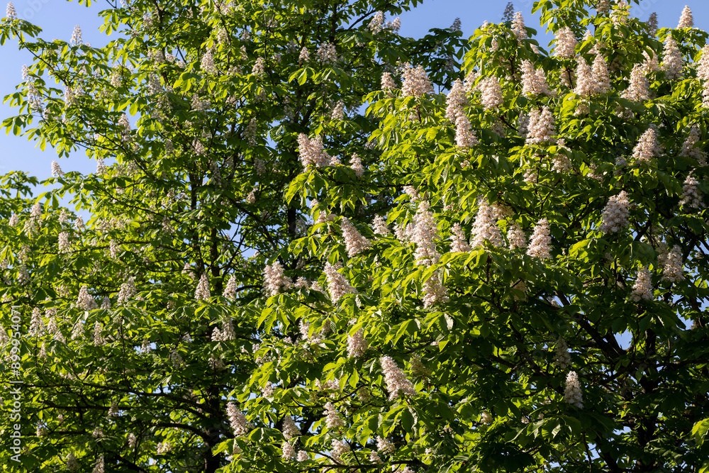 a flowering chestnut tree in spring a flowering chestnut tree in spring