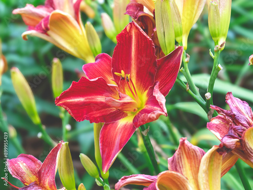 Hemerocallis daylily Anzac flower in a garden photo