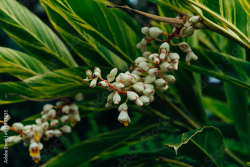 Shell ginger flower - alpinia zerumbet in the park , madeira