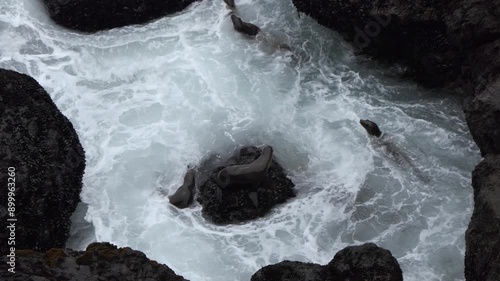 California sea lions swimming in strong surf below Point Dume in Malibu. 
