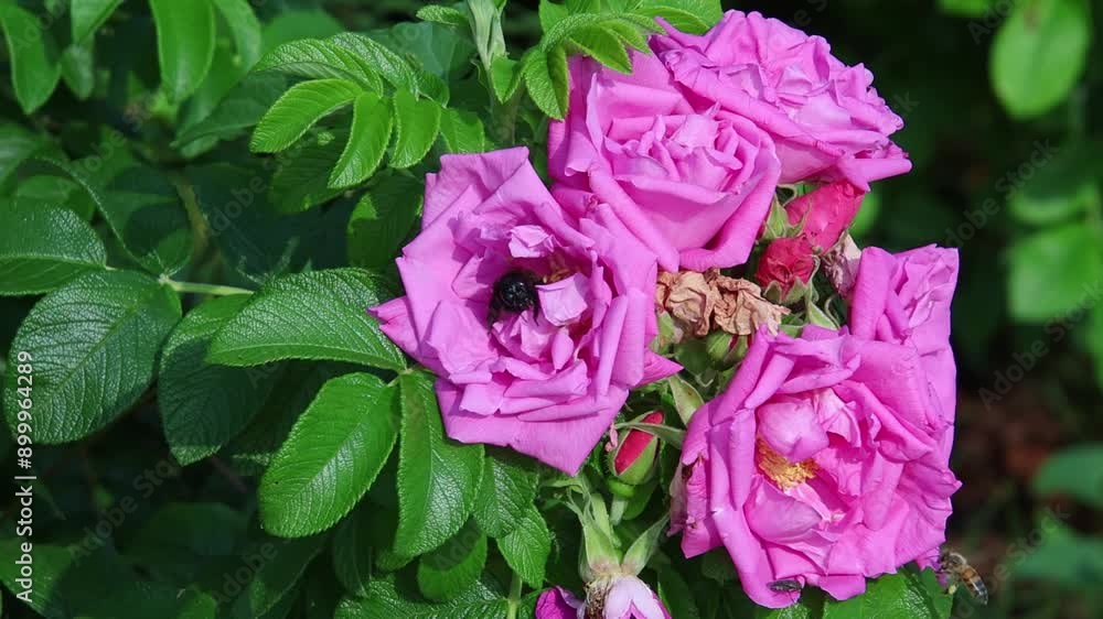 short clip of a violet carpenter bee Xylocopa violacea bee on a beach rose rosa rugosa short clip of a violet carpenter bee Xylocopa violacea bee on a beach rose rosa rugosa