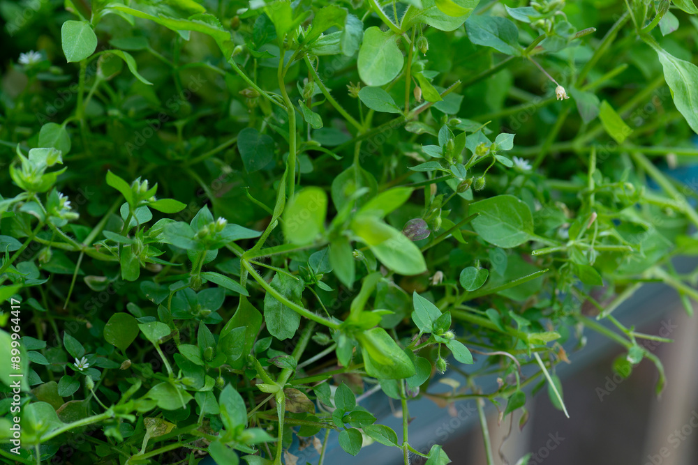 Closeup image of flowering chickweed thriving naturally in a planter