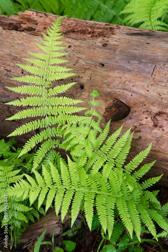 Cinnamon Ferns and Log