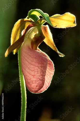 Pink Lady's Slipper (Cypripedium acaule) photo