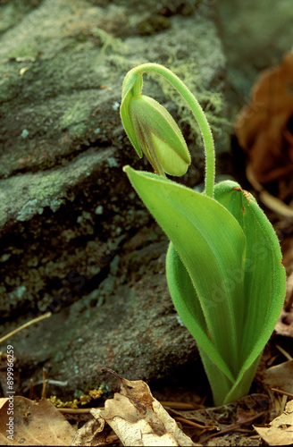 Pink Lady's Slipper (Cypripedium acaule) photo