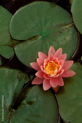 Water Lilly Blossom, Nymphaeaceae