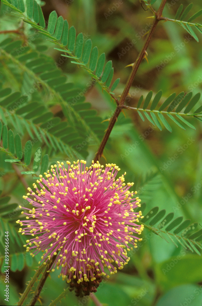 Sensitive Briar Flower