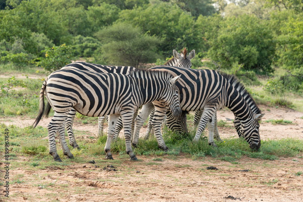Zèbre de Burchell, Equus quagga burchelli, Parc national Kruger, Afrique du Sud Zèbre de Burchell, Equus quagga burchelli, Parc national Kruger, Afrique du Sud