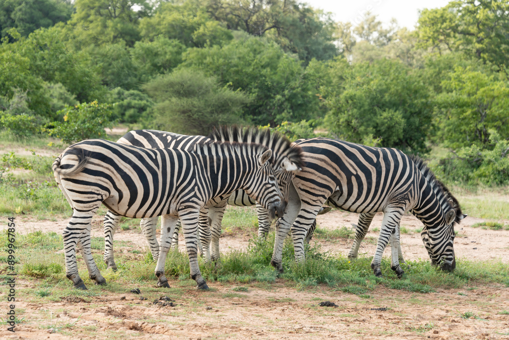 Zèbre de Burchell, Equus quagga burchelli, Parc national Kruger, Afrique du Sud Zèbre de Burchell, Equus quagga burchelli, Parc national Kruger, Afrique du Sud