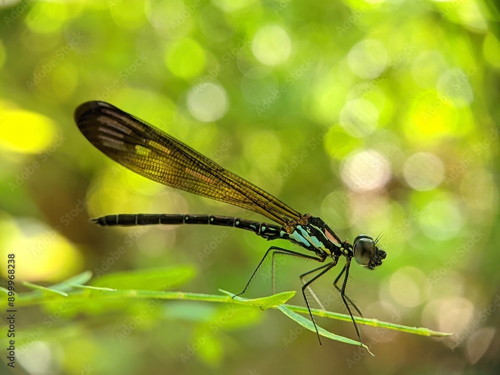 Rhinocypha is a genus of damselflies in the family Chlorocyphidae. Rhinocypha is a genus of damselflies in the family Chlorocyphidae.