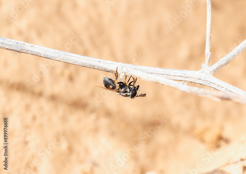 Hairy Horned Bromeliad Fly (Copestylum caudatum) Found in Colorado’s Natural Habitat During Warm Weather photo