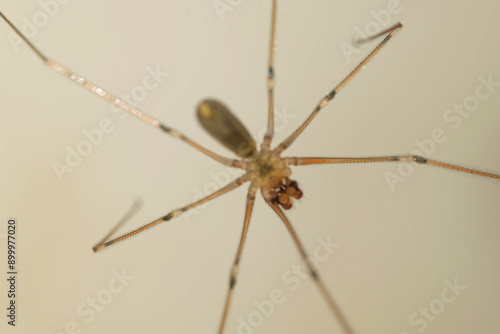 Spider perched on a wall , in the house