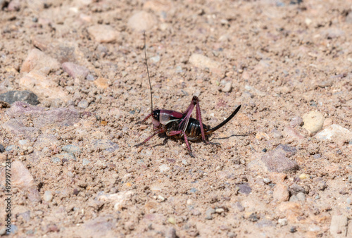 Mormon Cricket (Anabrus simplex) Observed on Rocky Soil in Colorado During Warm Summer Day photo