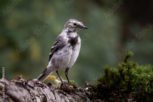 White wagtail