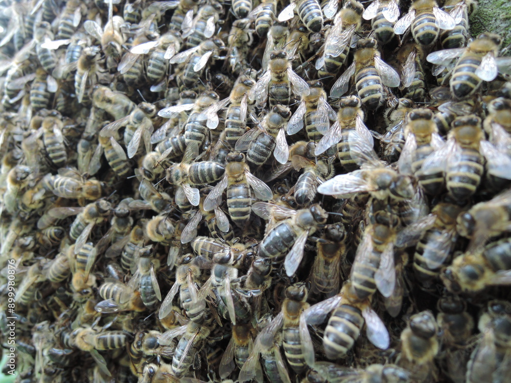 bee swarm, swarming bees in the summetime, central Europe,apis mellifera bee swarm, swarming bees in the summetime, central Europe,apis mellifera