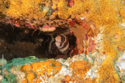 Moray eel Mooray lycodontis undulatus in the Red Sea, Eilat Israel
 photo