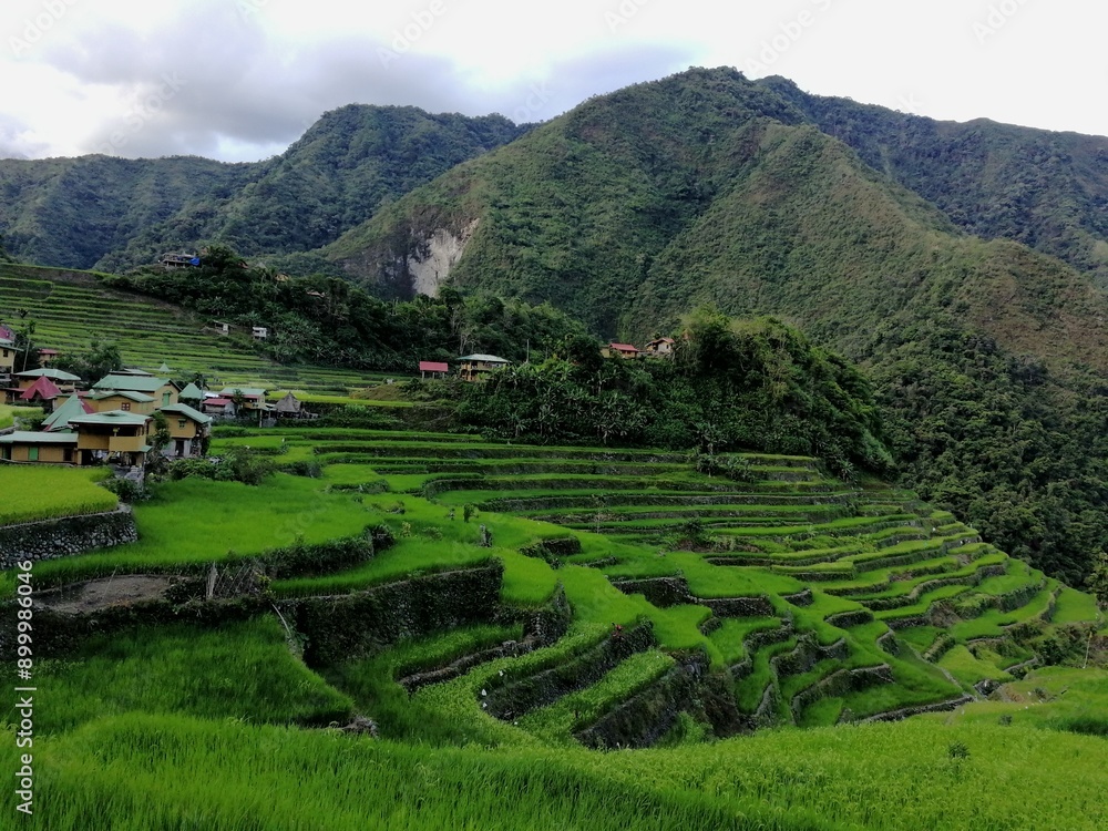 Rice Terraces of the Philippine Cordilleras, rice fields in Banaue ...