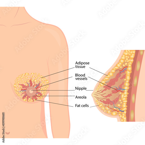 Female breast mammary gland in section. Vector illustration