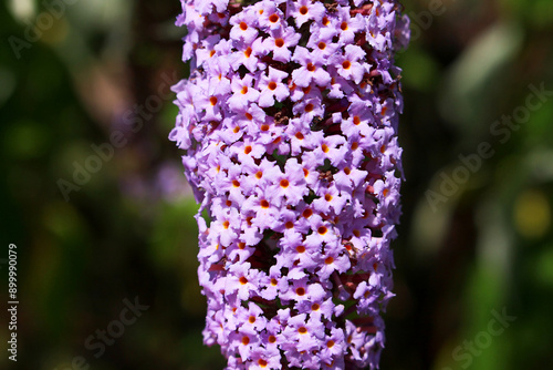 Buddleja David 