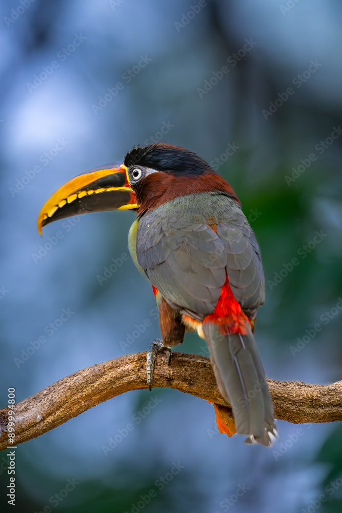 Fotografie Aracari perched  on a jungle vie