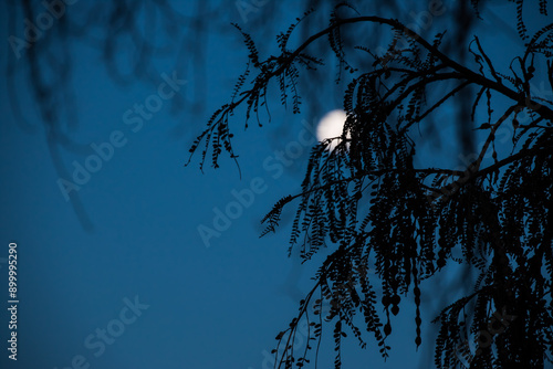 moon and tree