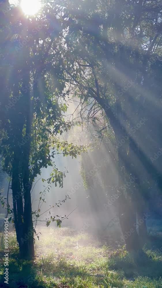 misty morning in the forest misty morning in the forest