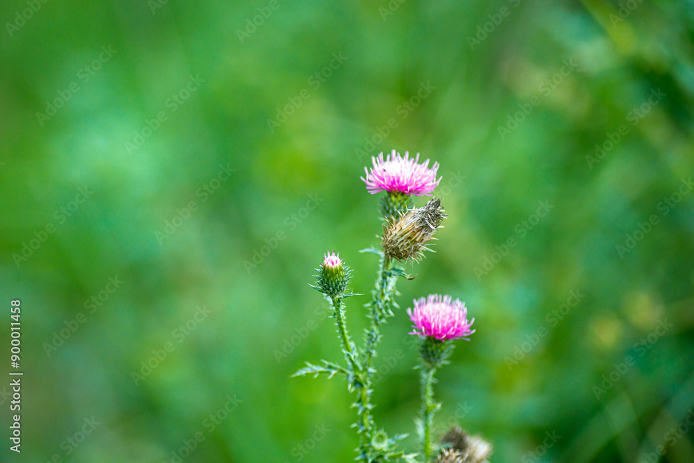 Vibrant Pink Thistle Blooms Surrounded by Lush Green Foliage in Summer Sunshine Vibrant Pink Thistle Blooms Surrounded by Lush Green Foliage in Summer Sunshine