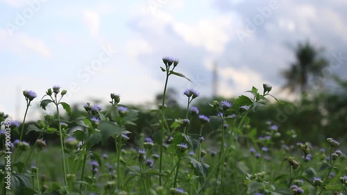 field of flowers