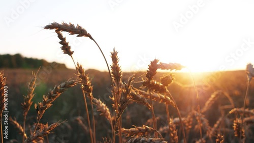 sunset in the field