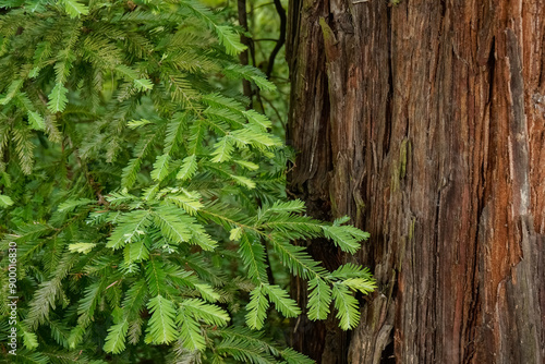 Detail of sequoia, Sequoia's Park in Cantabria, Spain