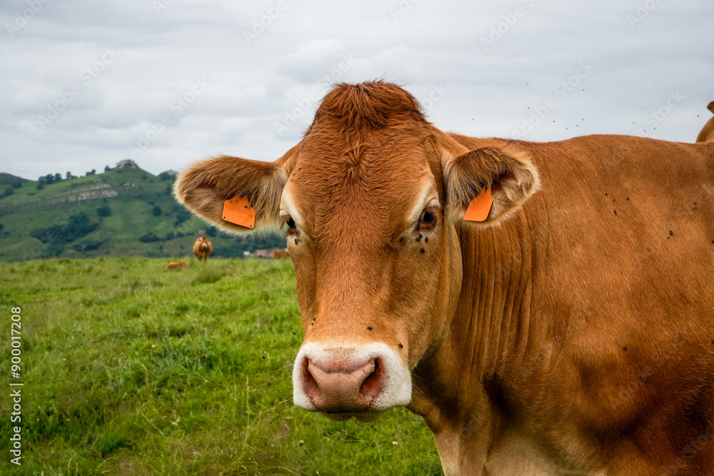 Limousin cattle livestock in Cantabria, Spain Limousin cattle livestock in Cantabria, Spain