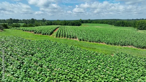 Aerial of tabacco plants in bloom on plantation in Virginia USA