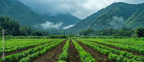 Lush green crops in a well-organized farm field set against misty mountain backdrop.