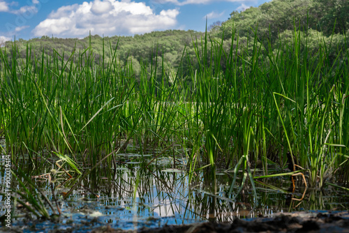 grass and water