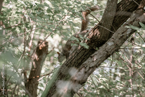 squirrel on tree