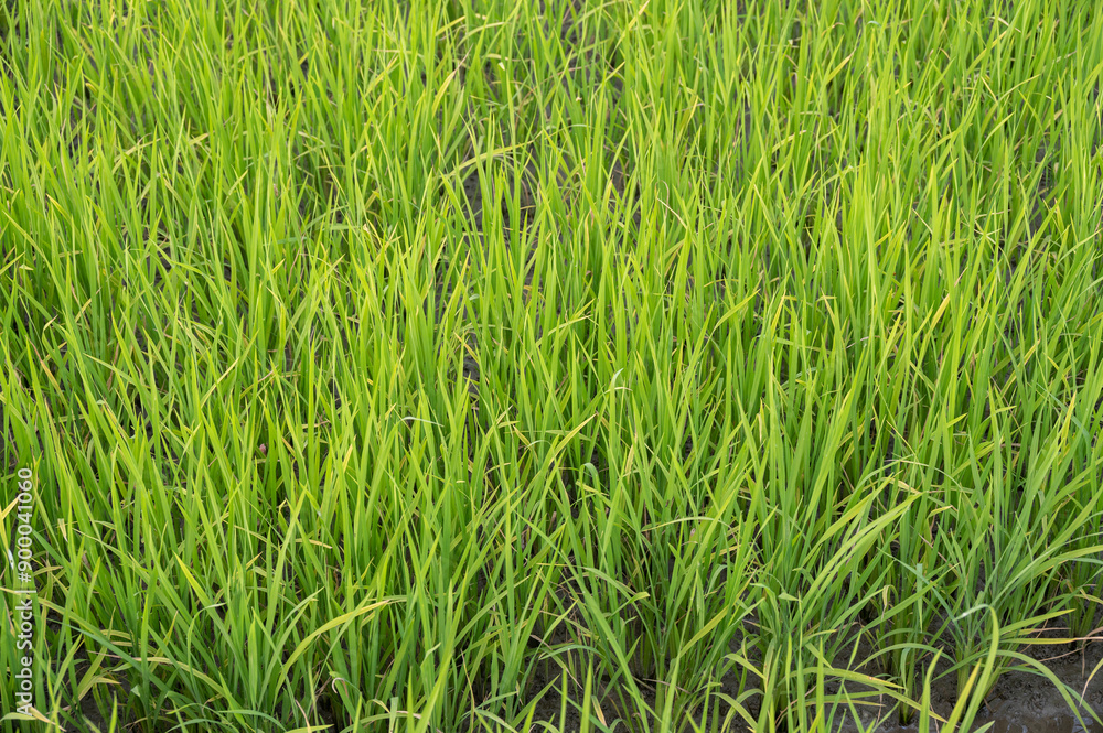 Full frame shot of rice grass field. Grass-covered lawns, prairies and hillsides help prevent erosion by keeping soil in place with their root systems. Full frame shot of rice grass field. Grass-covered lawns, prairies and hillsides help prevent erosion by keeping soil in place with their root systems.
