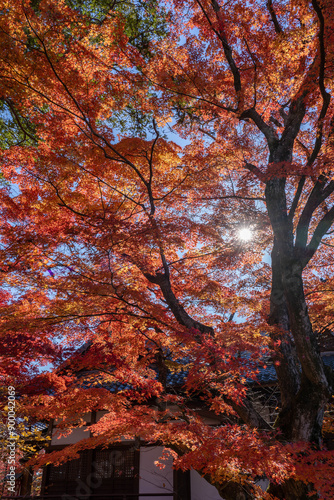 紅葉の小諸城址 懐古園 photo