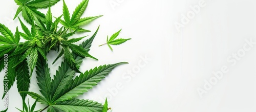 Cannabis leaves displayed o...