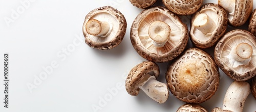 Shiitake mushrooms on white background with copy space image for isolated display
