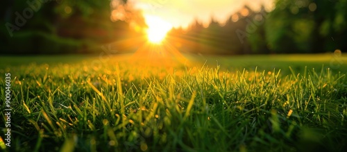 Fototapeta Naklejka Na Ścianę i Meble -  Sunset over a grassy field with a blurred forest in the backdrop creating a scenic copy space image with selective focus and shallow depth of field