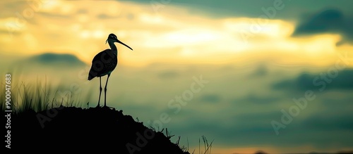 Silhouette of a snipe bird ...