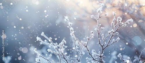 Snow covered branches adorn...