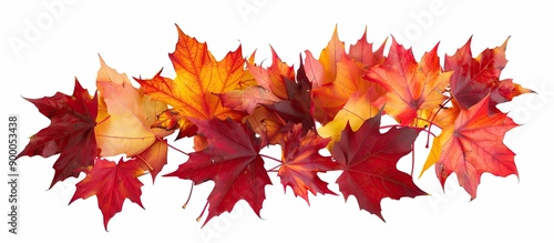 Vibrant maple leaves create...